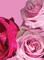 Pink Red Roses Poster Print by Ceil Diskin - Item # VARPDXCD013A